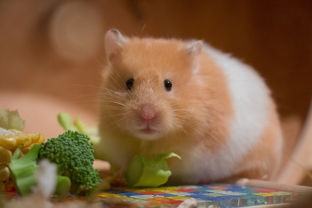 O que um hamster pode comer?
