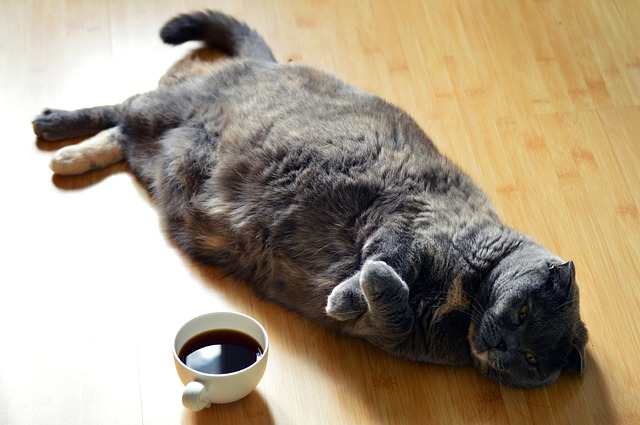 Gato obeso; Como ajudá-lo?