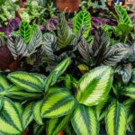 Plantas tóxicas