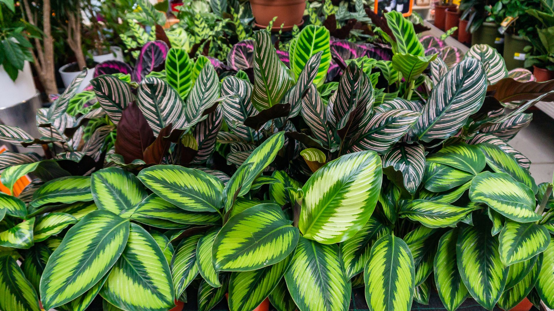 Plantas tóxicas