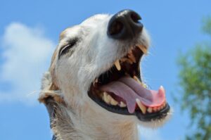 Tratamento Odontologico para PET