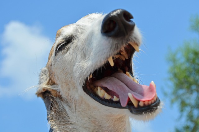 Tratamento Odontologico para PET