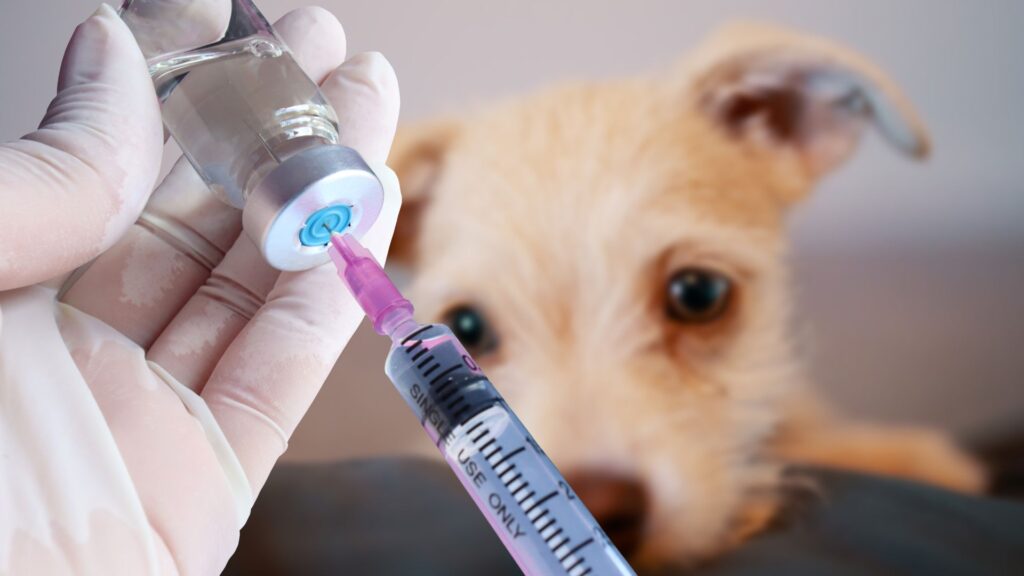 Vacinação Pet