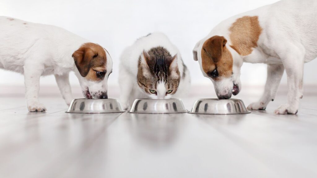 limentação Natural para Pets