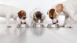 limentação Natural para Pets