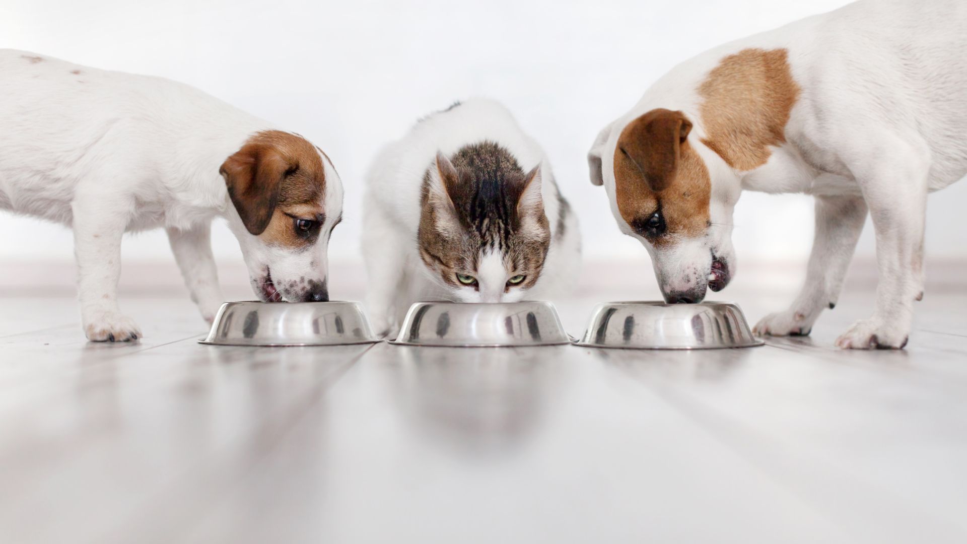 limentação Natural para Pets