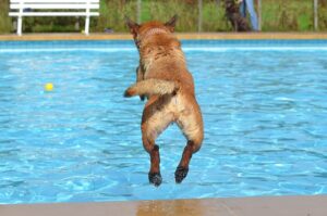 Fisioterapia para animais