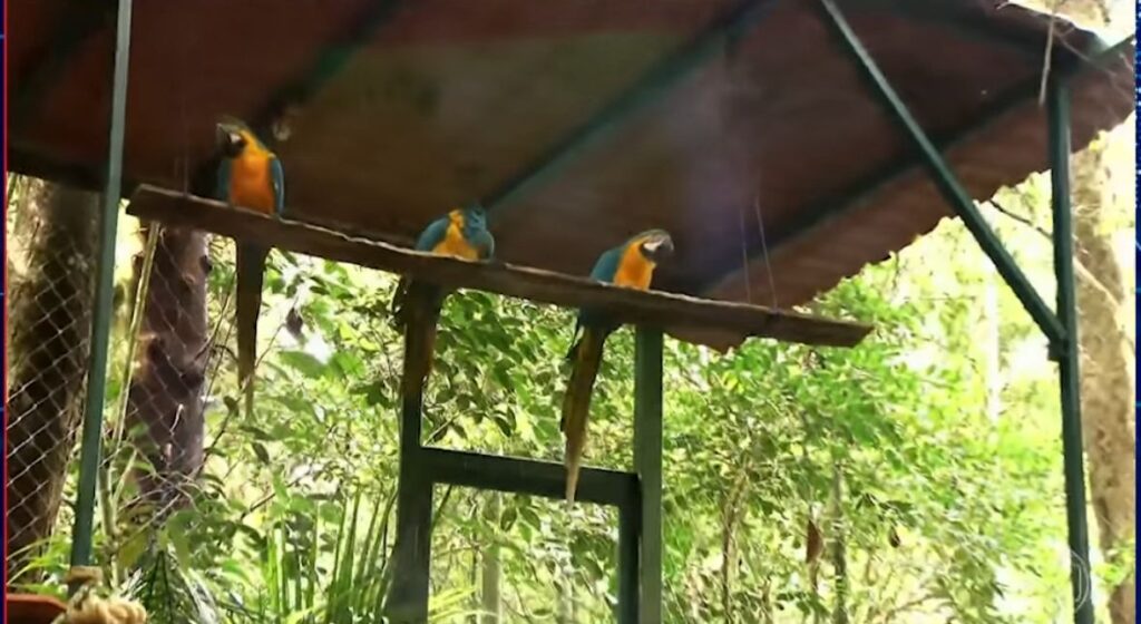 Araras-canindés retornam ao Rio de Janeiro após mais de 200 anos