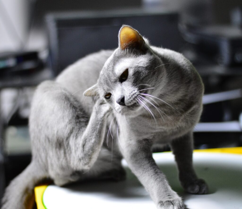 Como saber se meu gato está com sarna de ouvido?