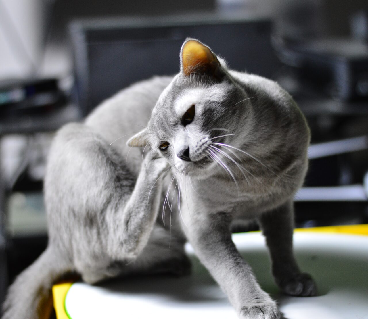 Como saber se meu gato está com sarna de ouvido?