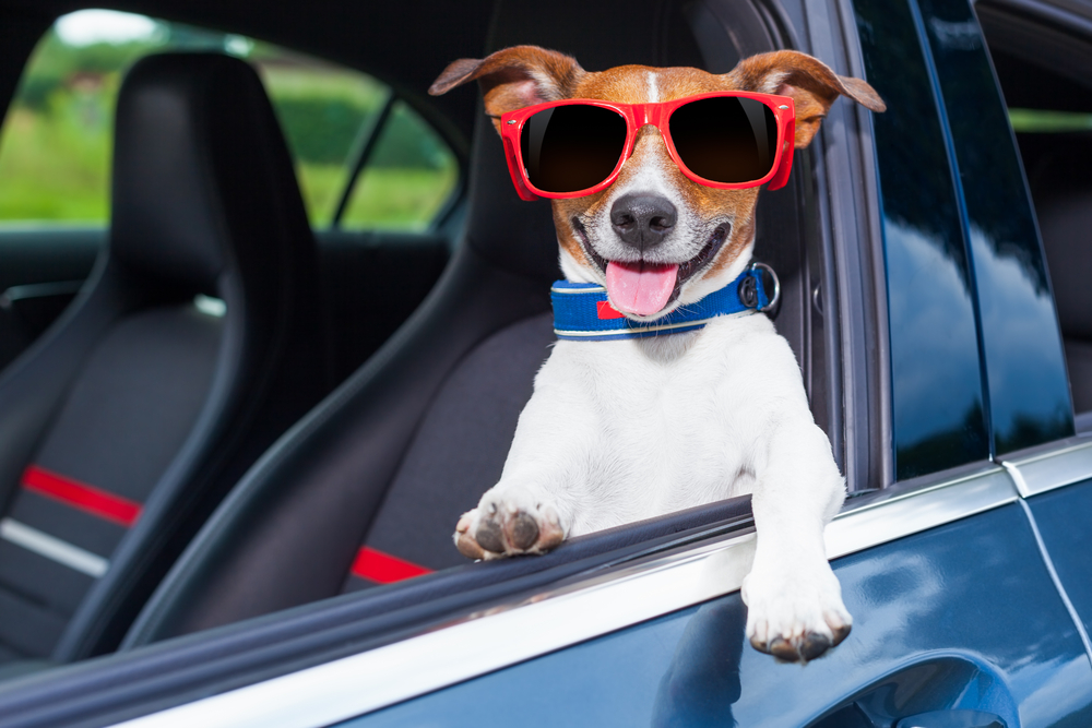 Confira as melhores opções de transporte de cães