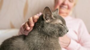 Cuidados ao fim da vida do seu gato