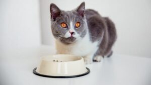 Do que os gatos mais velhos precisam na dieta
