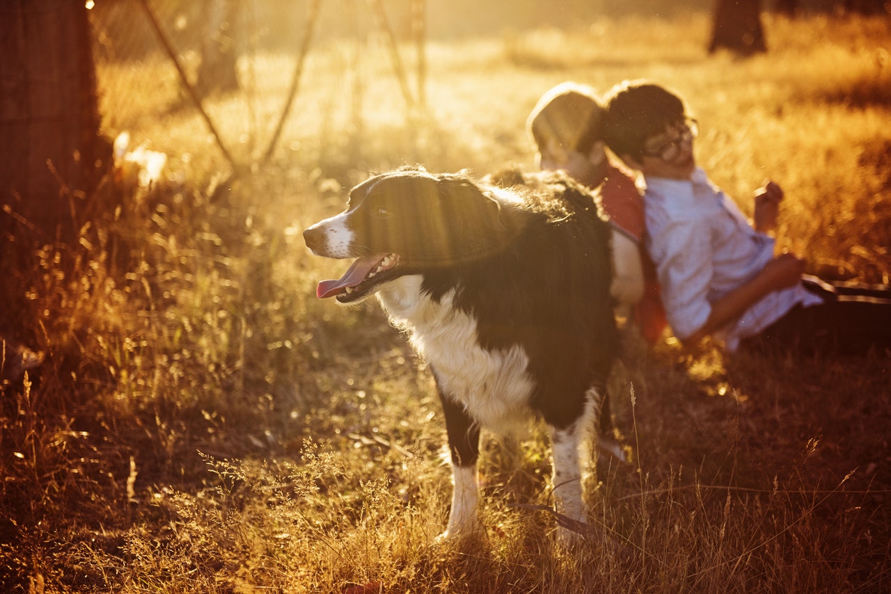 Existe alguma diferença de caixa de transporte para cães e gatos?