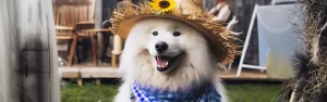 Festa Junina e os Pets