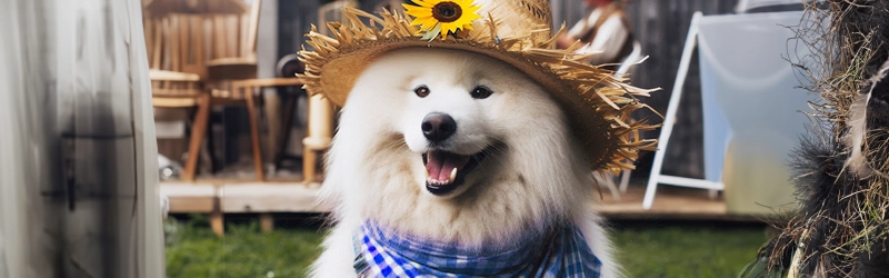 Festa Junina e os Pets