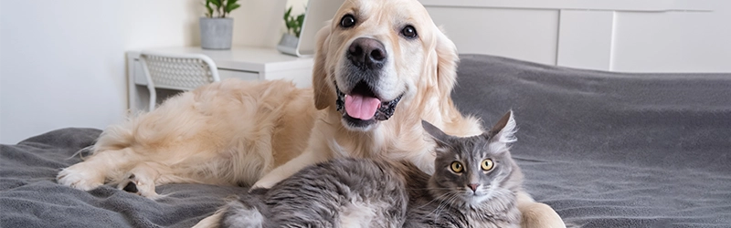 Mitos e verdades sobre alimentação de cães e gatos