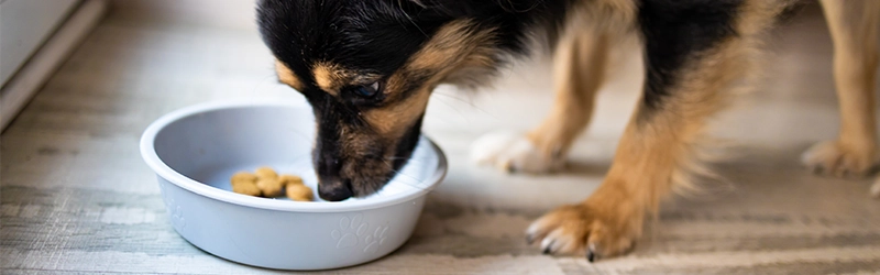 Mudança de hábitos alimentares também chega ao mercado pet