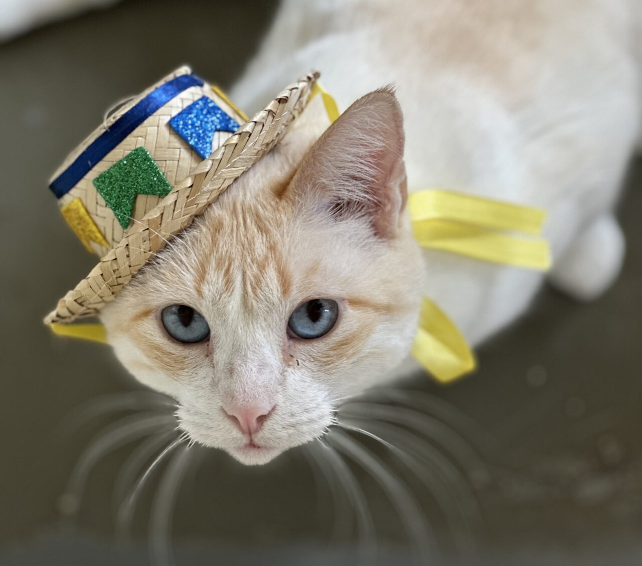 ONG “Adote um Gatinho” realiza arraial beneficente
