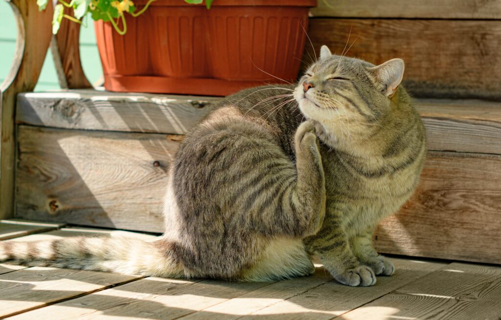 Parasitas externos em gatos: prevenção eficaz