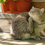 Parasitas externos em gatos: prevenção eficaz