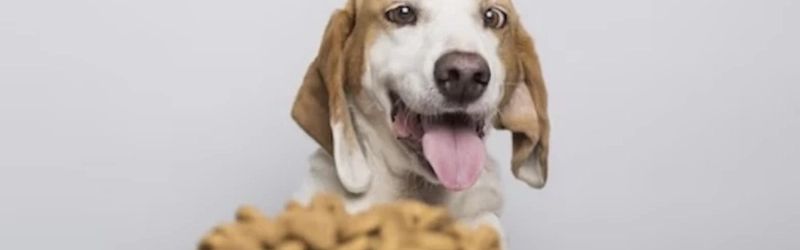 Quais os alimentos são seguros para os animais?