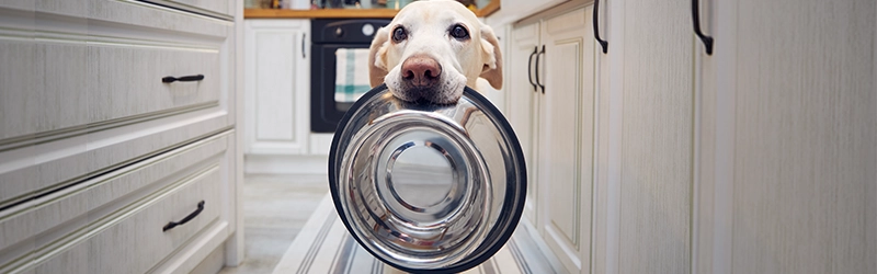 Saiba como escolher a ração ideal para seu cachorro