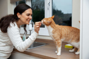 Vai viajar? Quais as recomendações à cat sitter? – Portal Cães e Gatos
