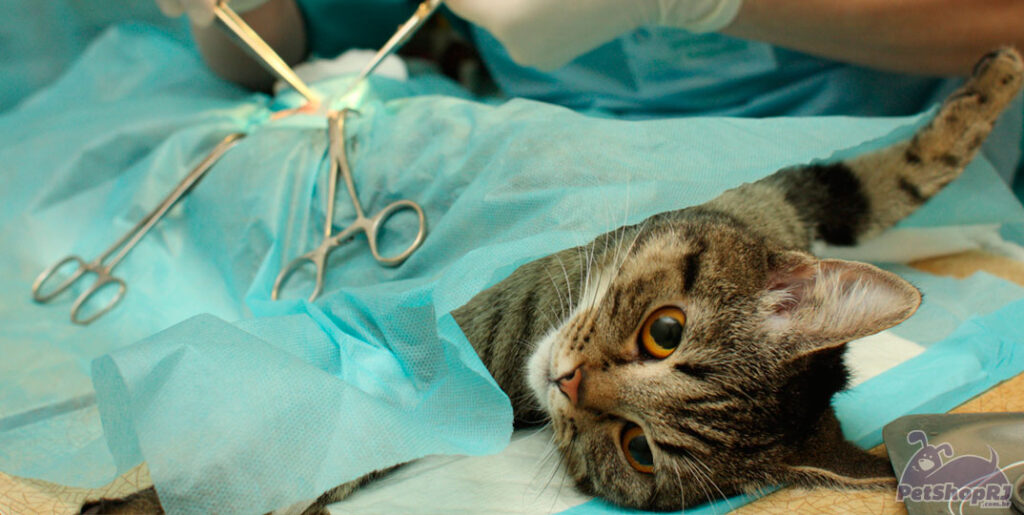 Castração de pets como medida preventiva