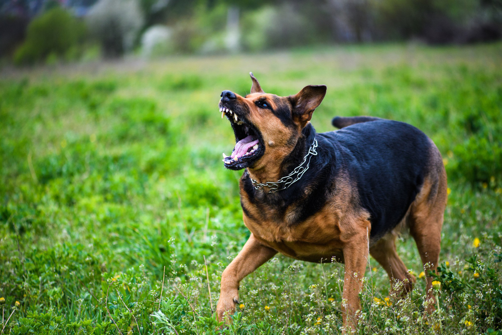 Como evitar ataques de cães durante passeios com pets