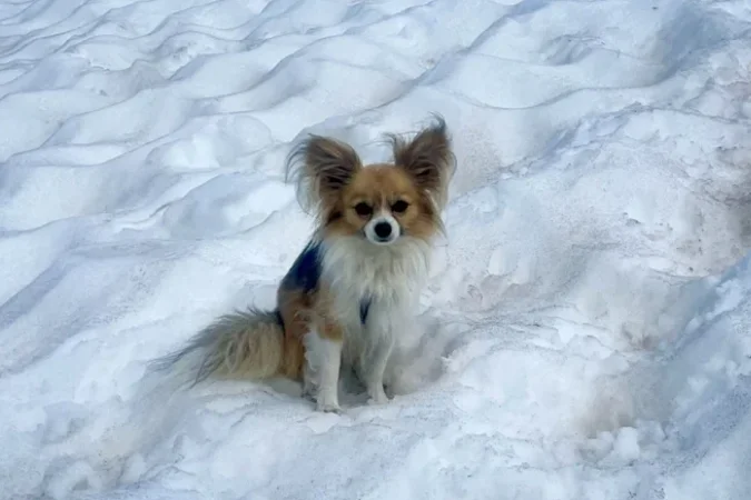 Homem cai em geleira e seu chihuahua ajuda a resgatá-lo – Portal Cães e Gatos