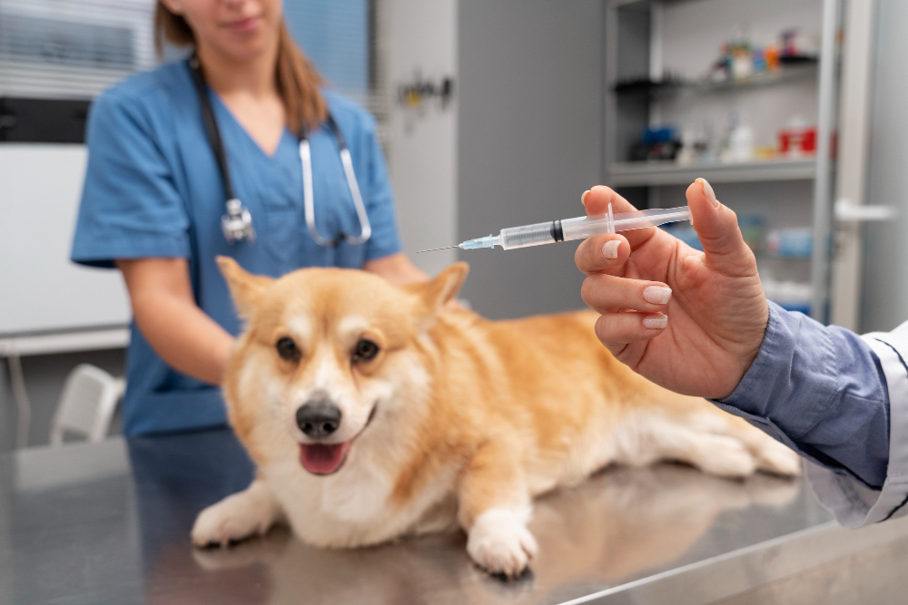 mês da conscientização sobre vacinação e prevenção de doenças nos pets