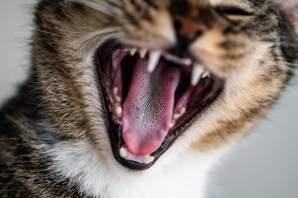 é preciso olhar para a saúde bucal dos gatos
