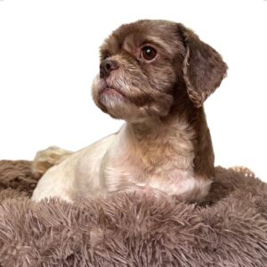 Cama Redonda Donut para Gatos e Cachorros, Pelúcia Nuvem, 70 cm, Super Macia (Marrom)