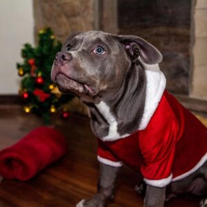 Roupa de Natal para Cachorro com capuz Vermelha - Tam. M