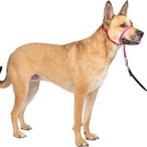 PetSafe Coleira De Cabeça Para Cães Gentle Leader Média Raspberry Pink