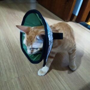 Colar Elizabetano Pós-cirúrgico em Tecido Para Gatos P