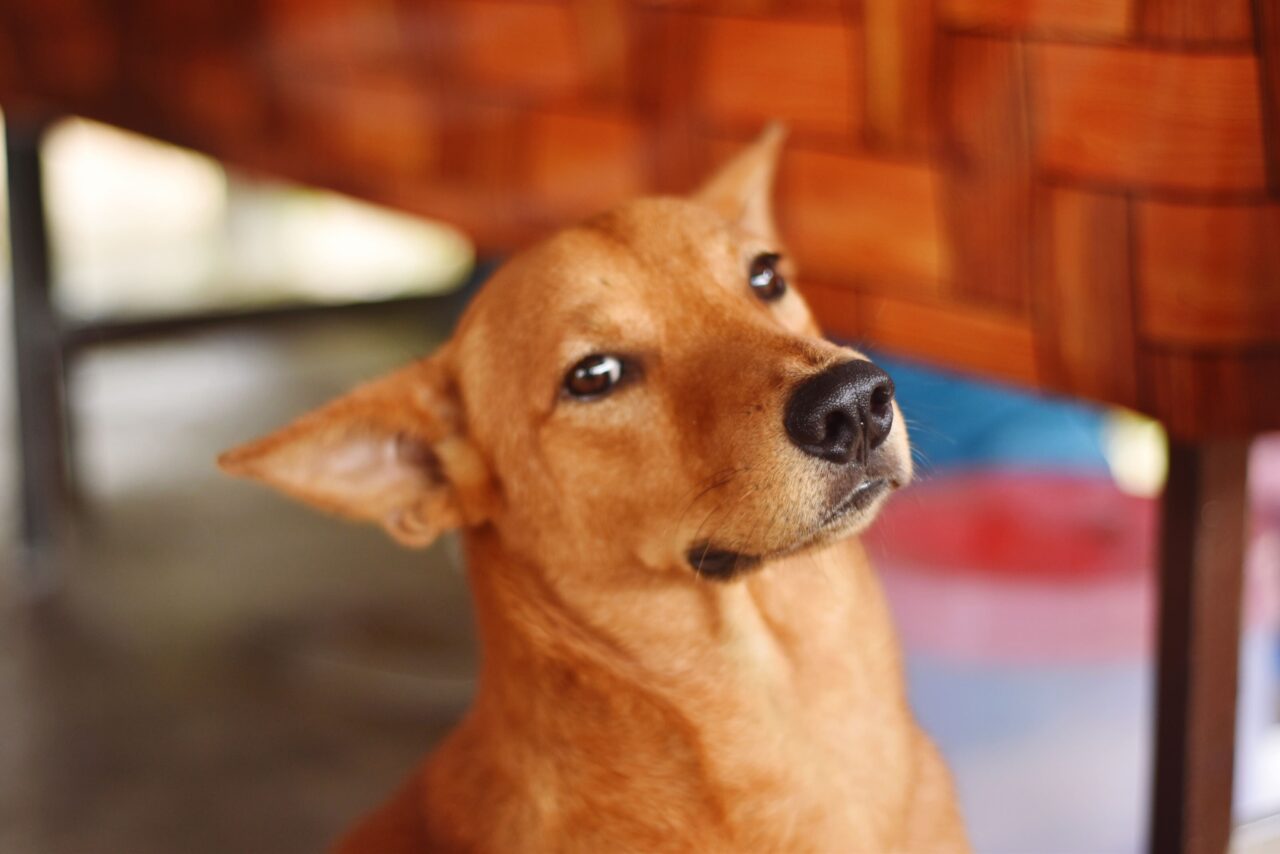 De onde vem o vira-lata caramelo? Estudo mapeia o DNA do cão símbolo do Brasil