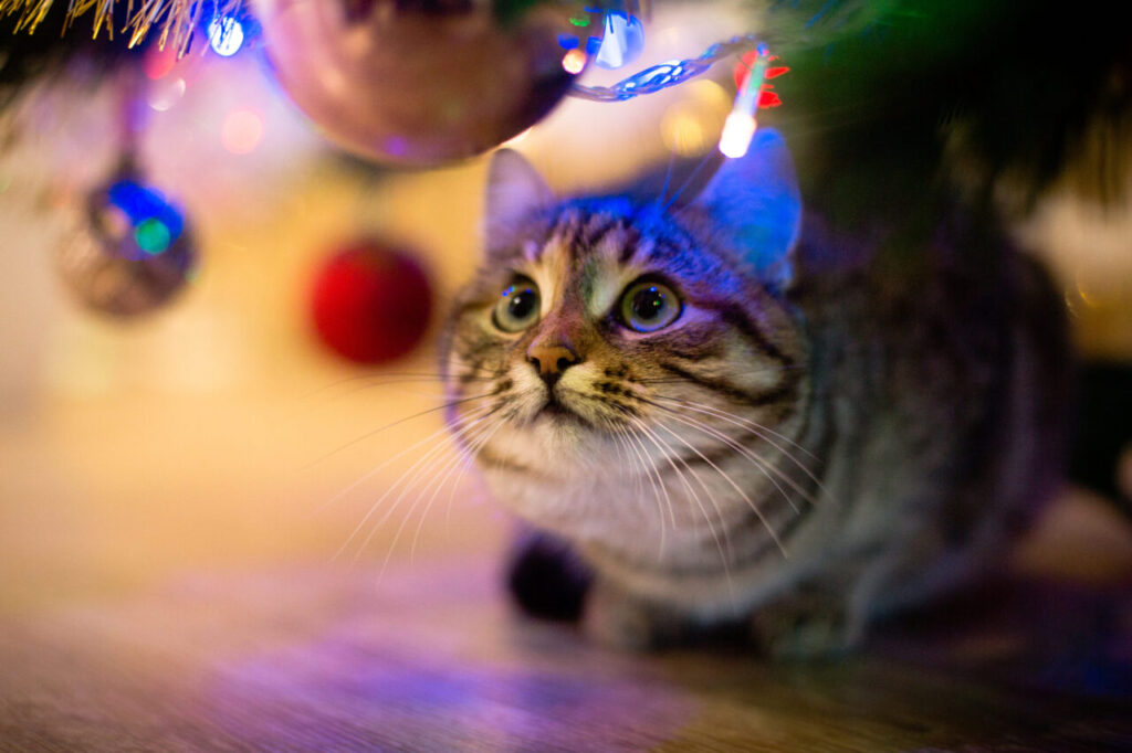 Fogos de artifício afetam apenas cães? Entenda os impactos em diferentes animais