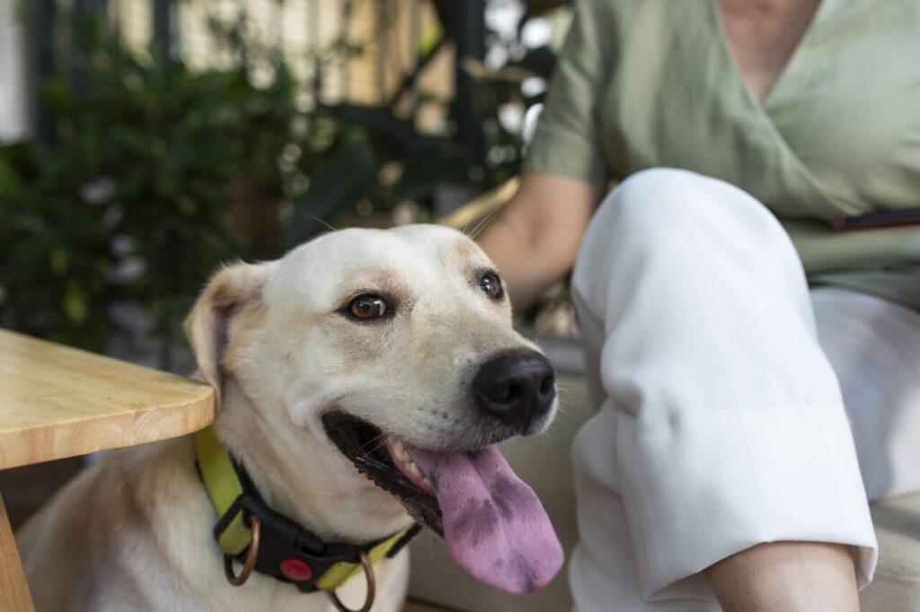 Salvador aprova projeto que autoriza a entrada de animais domésticos em hospitais