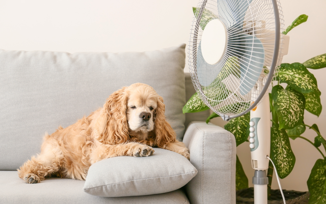 Hipertermia em cães ainda é subestimada por responsáveis, alertam pesquisadores