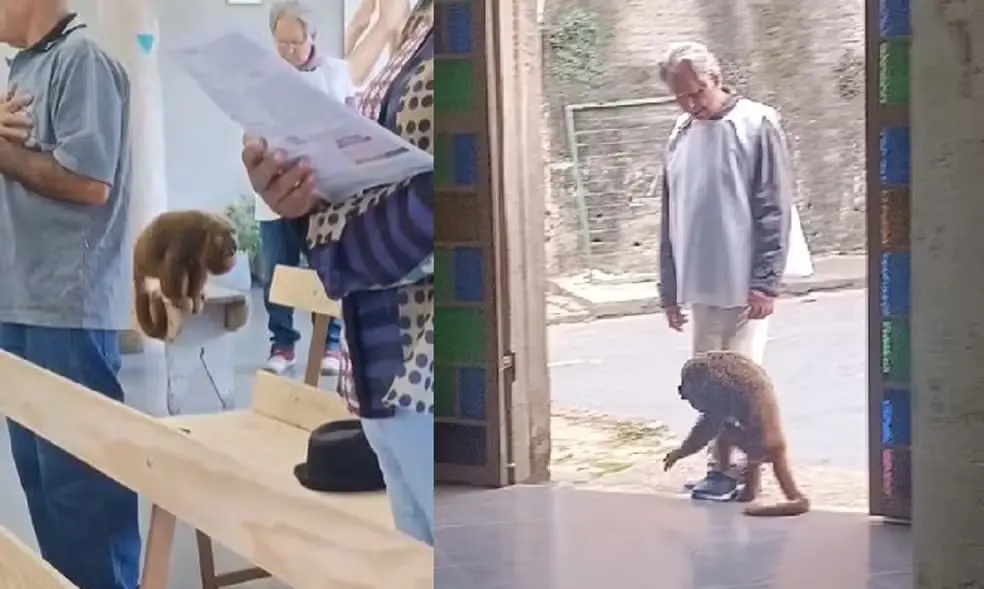 Macaco-bugio “canta” durante missa em Minas Gerais e surpreende fiéis