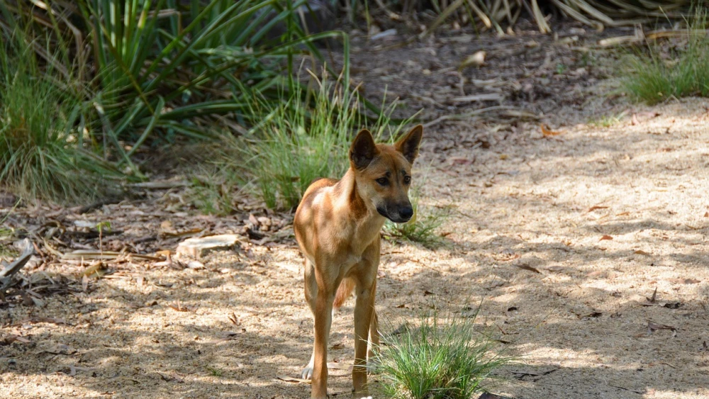 Dingos: por que os “cães sagrados” da Austrália vivem no centro de conflitos