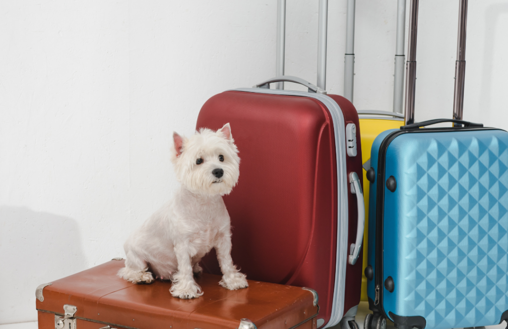 Destinos de viagem ideais para cães: praias, trilhas e parques que aceitam pets no Brasil