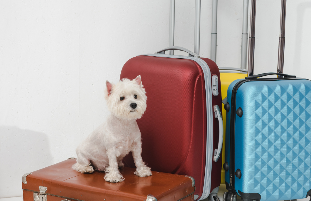 Destinos de viagem ideais para cães: praias, trilhas e parques que aceitam pets no Brasil