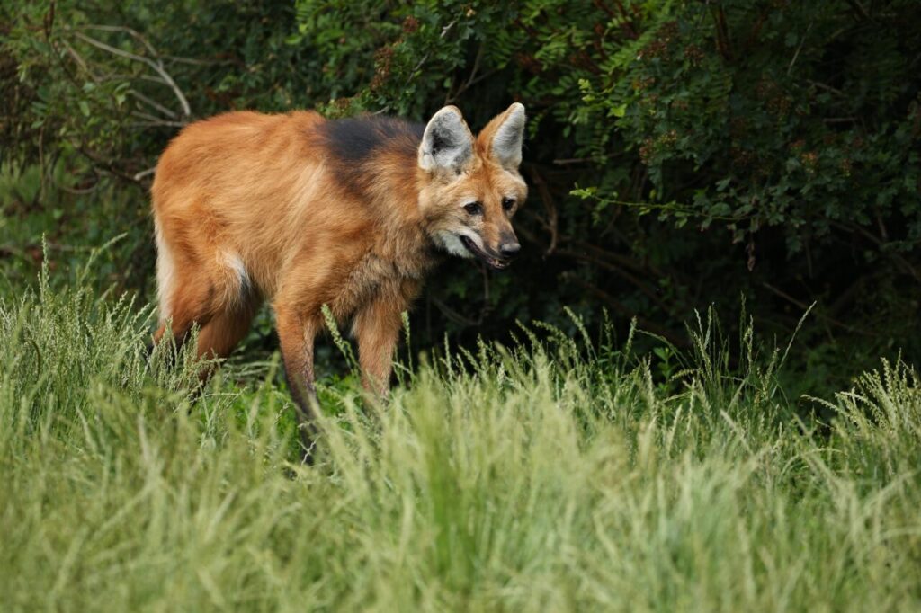 Sarna em lobo-guará: uma ameaça emergente