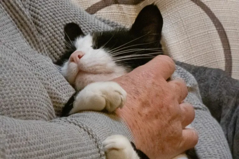 Aprendizagem social de felinos filhotes e felinos idosos no treinamento para TAA