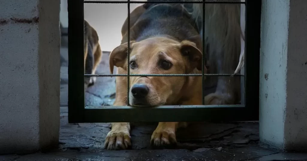 Brasil ainda enfrenta cenário crítico de abandono de animais, com 4,8 milhões em vulnerabilidade