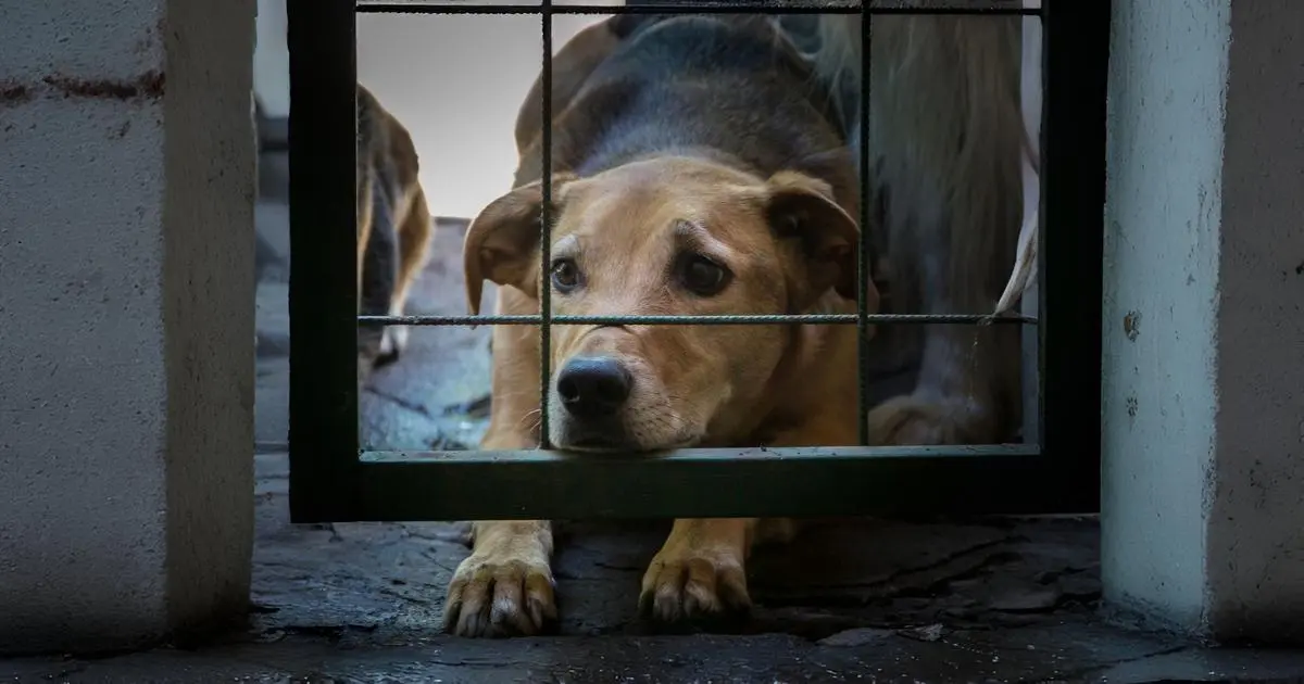 Brasil ainda enfrenta cenário crítico de abandono de animais, com 4,8 milhões em vulnerabilidade