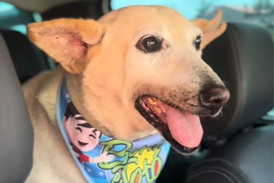 Cachorro de 22 anos é adotado em SC e vira símbolo de esperança contra o abandono